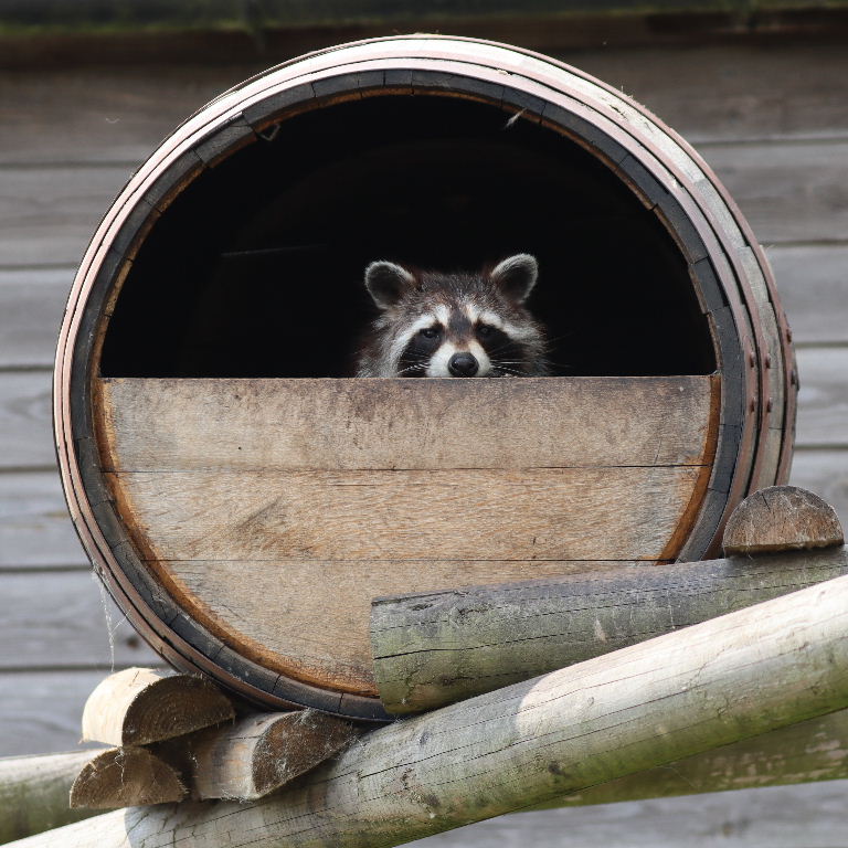 Raccoon in barrel