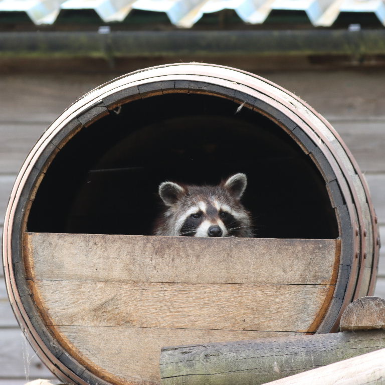 Raccoon in barrel