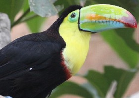 Toucan