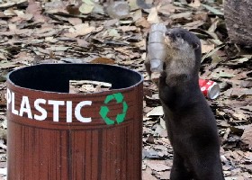 Otter rubbish