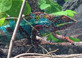 Calmer Chameleon