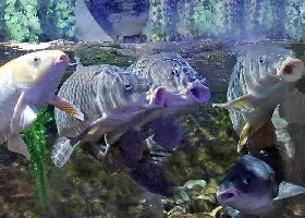 Carping