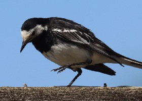 Not woodworm