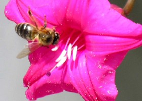 Pollinator