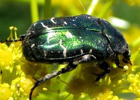 Flower_beetle