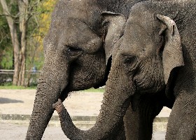 Pair of trunks