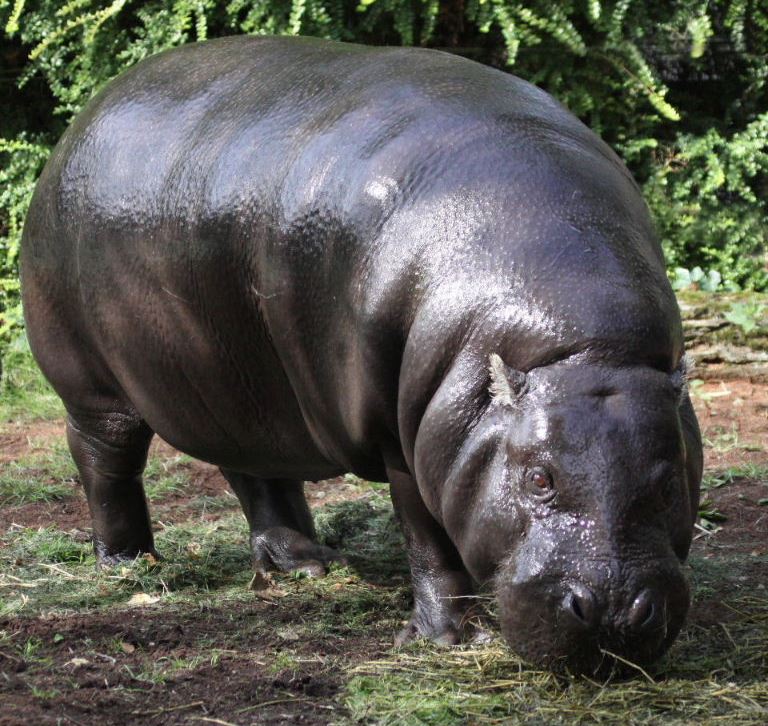 Mediterranean diet of pizza