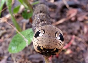 Elephant in the room