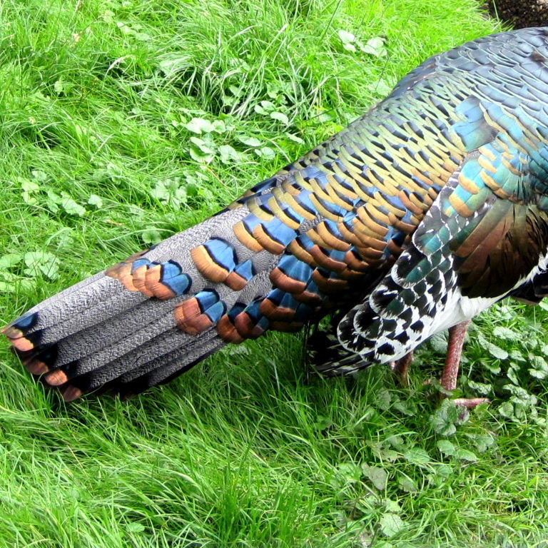 Ocellated Turkey