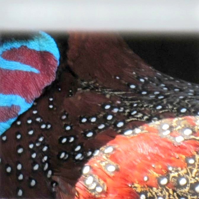 Satyr Tragopan