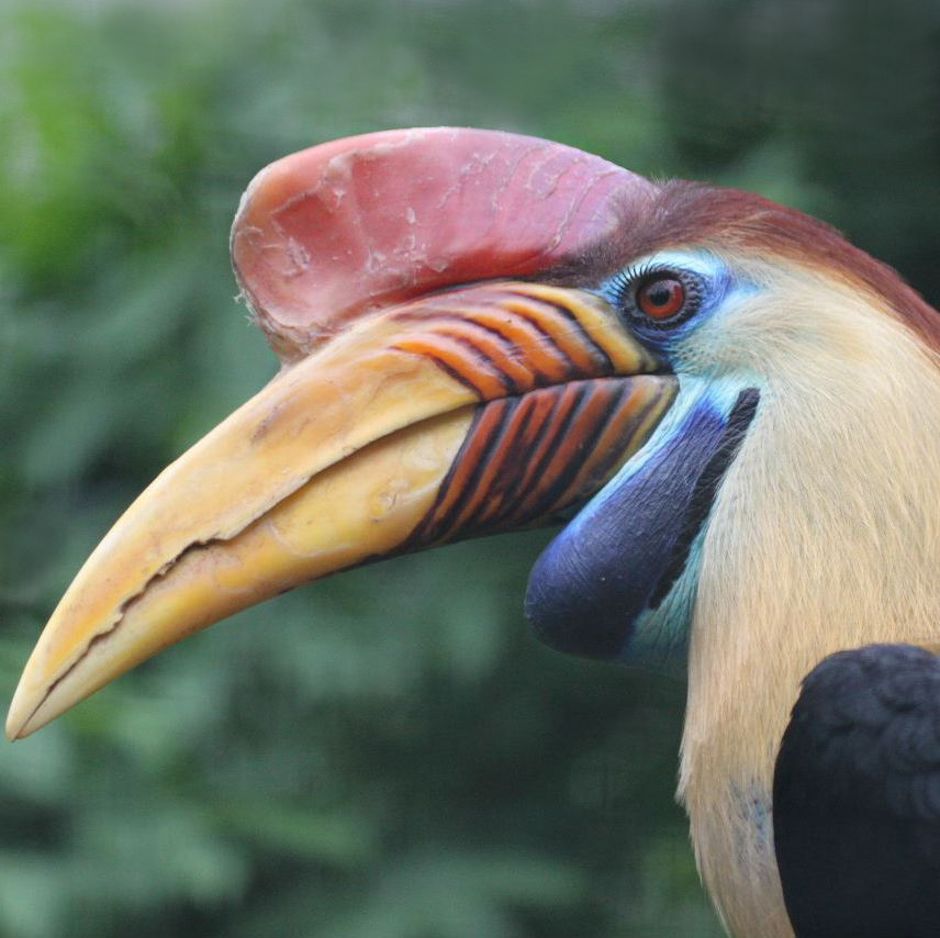 Knobbed Hornbill