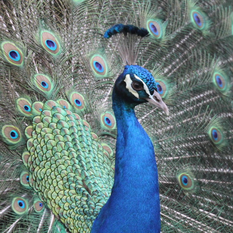 Peacock