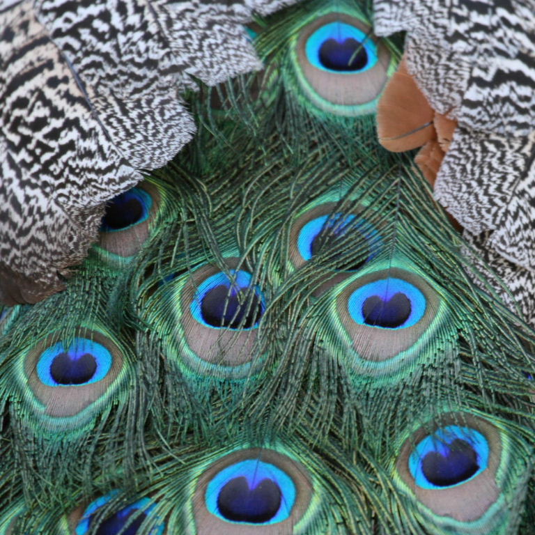Peacock