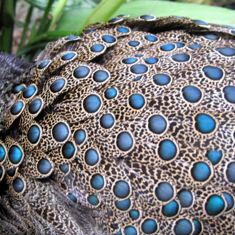 Malay Peacock Pheasant