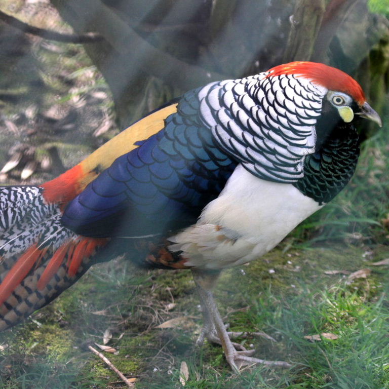 Lady Amherst Pheasant