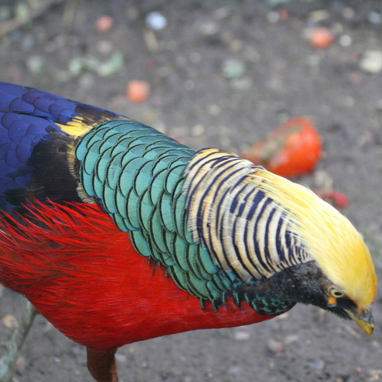 Golden Pheasant