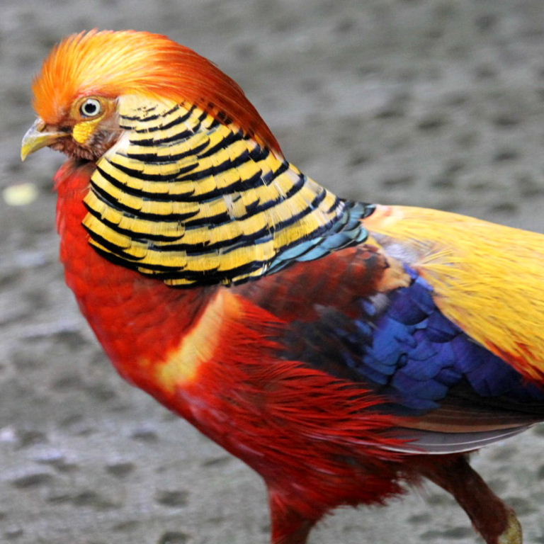 Golden Pheasant