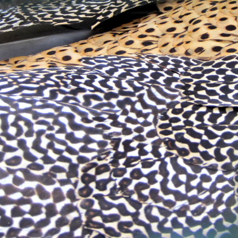 Great Argus Pheasant