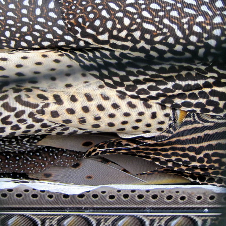 Great Argus Pheasant