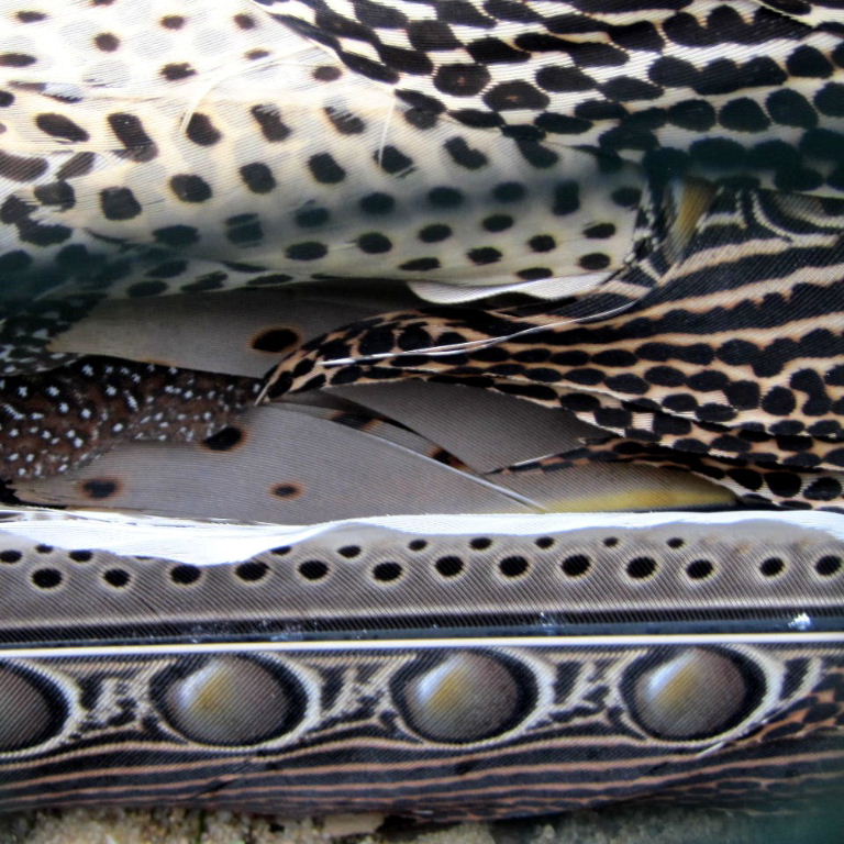 Great Argus Pheasant