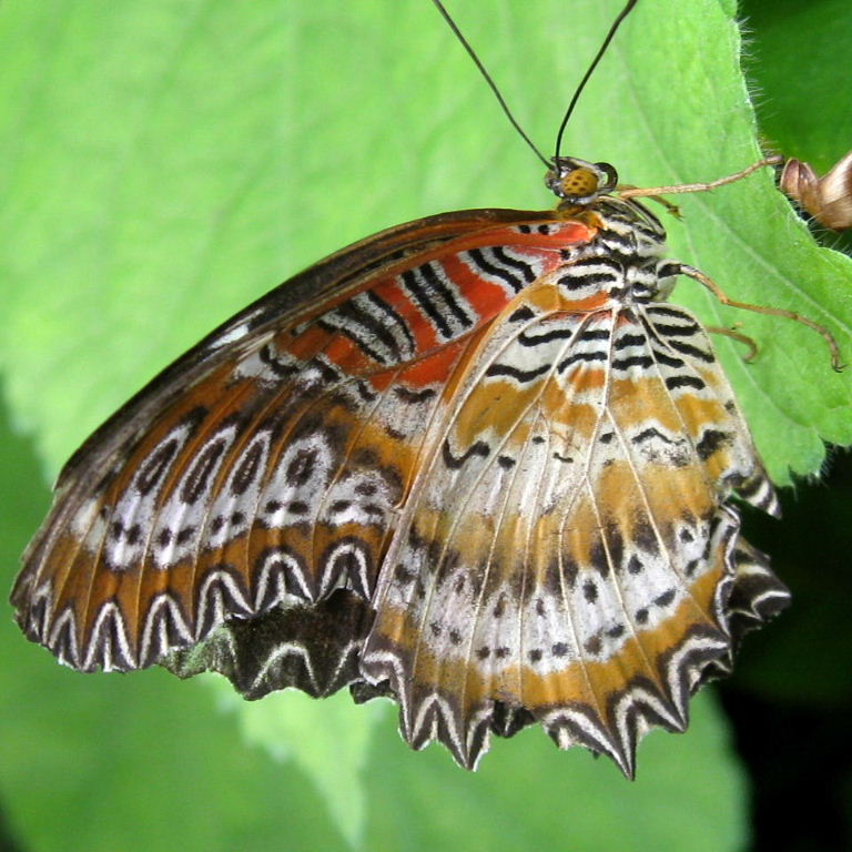 Lacewing