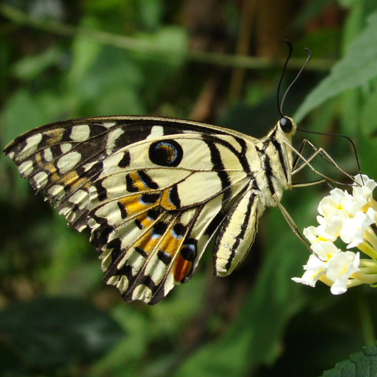 Lime Swallowtail