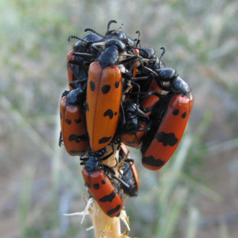 Beetle cluster