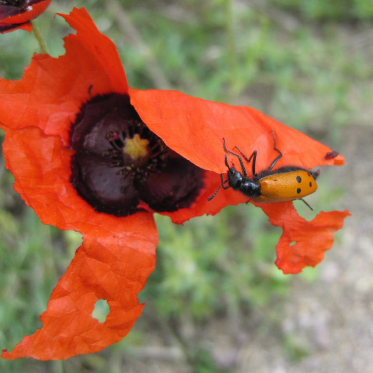 Beetle on poppy