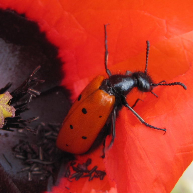 Beetle on poppy