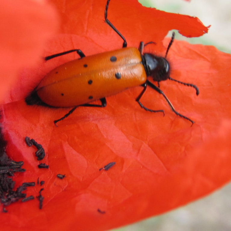 Beetle on poppy