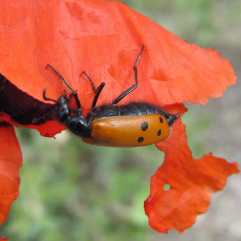Beetle on poppy