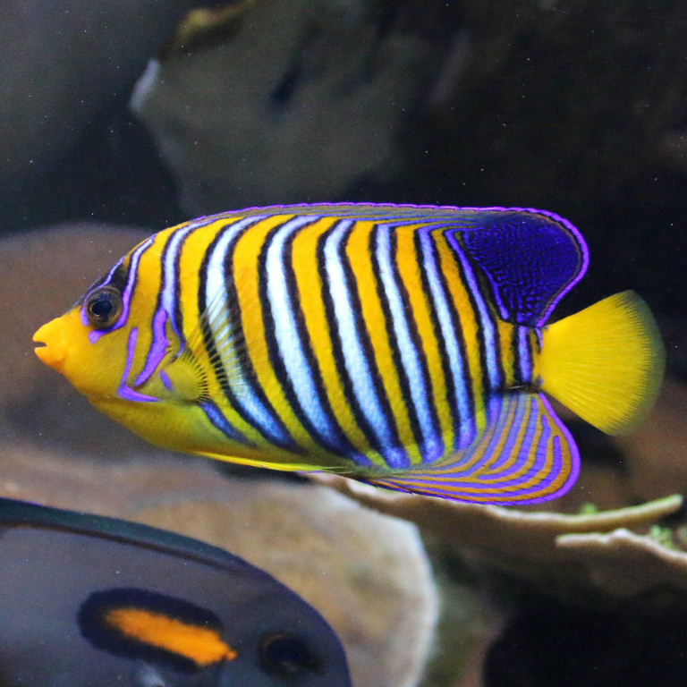 Regal Angelfish