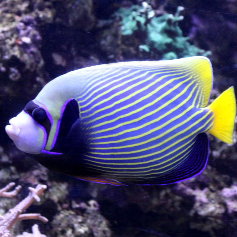 Emperor Angelfish