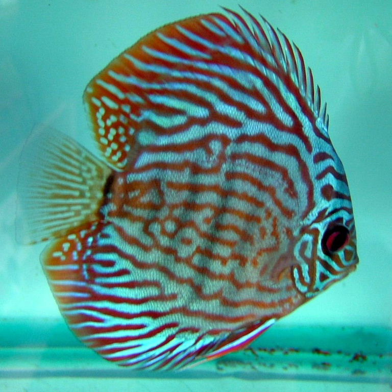 Discus art