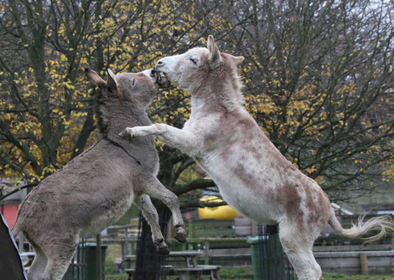 Donkeys play fighting