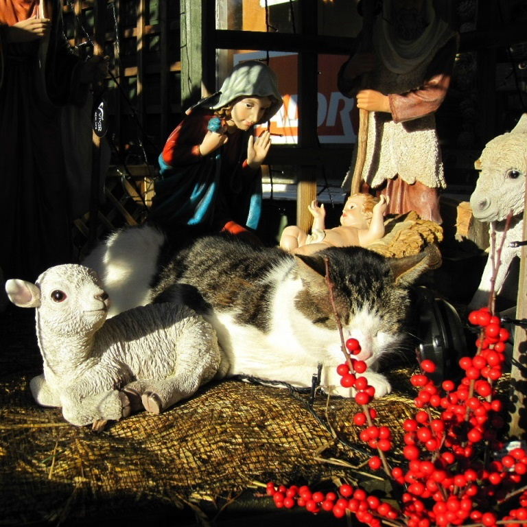Cat in Nativity Scene