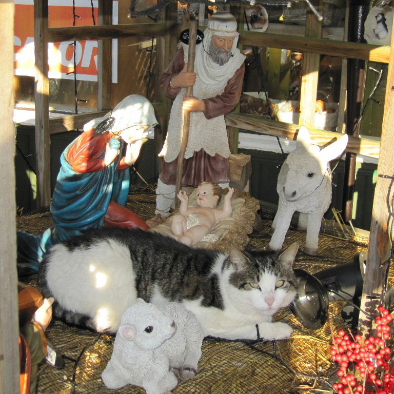 Cat in Nativity Scene