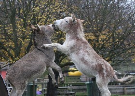 Donkeys