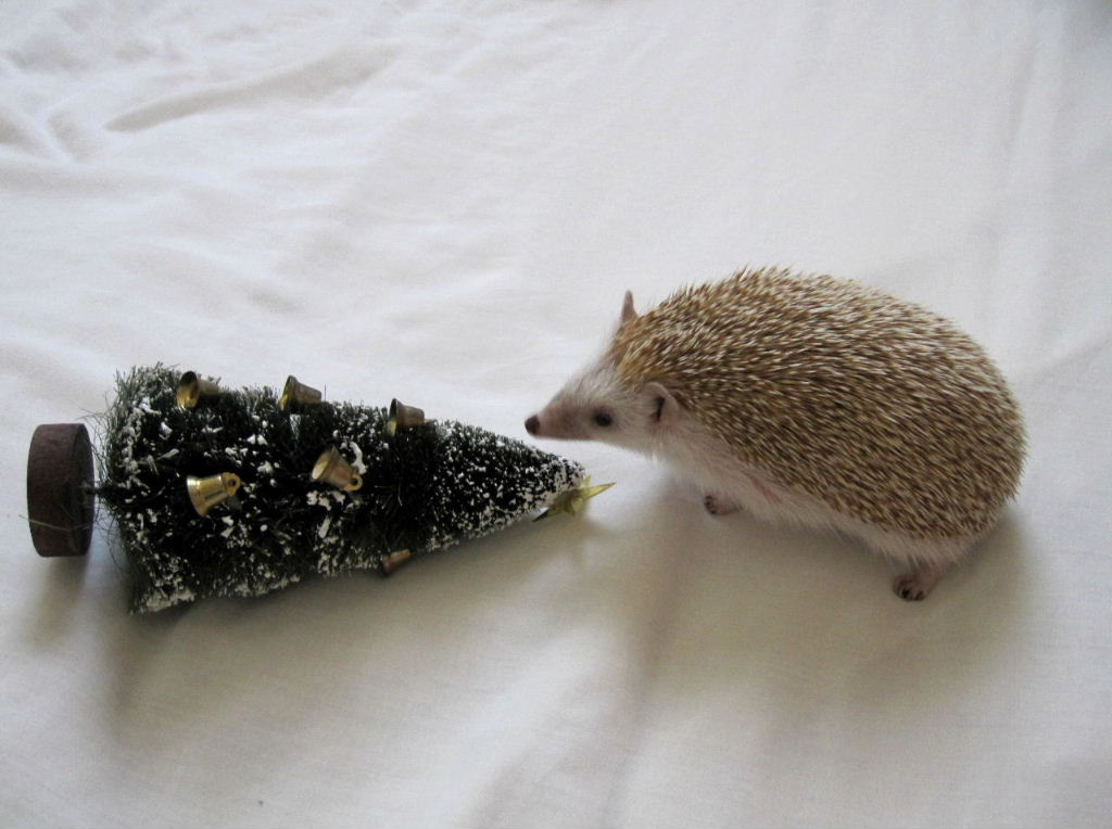 Yule hog
