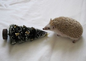 Yule hog
