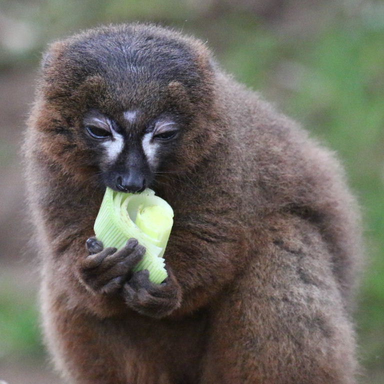 Lemur with leek