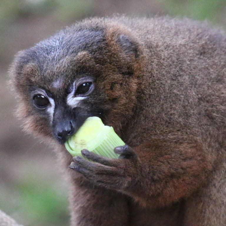 Lemur with leek