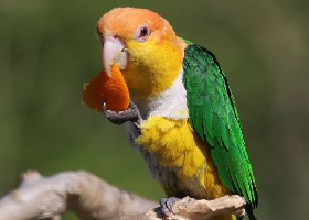 Irish flag with orange