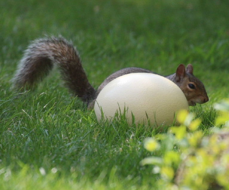 Squirrel from egg