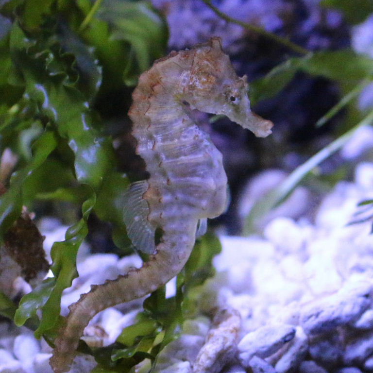 Seahorse