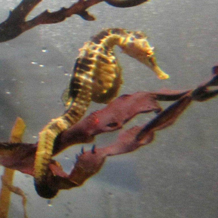 Seahorse