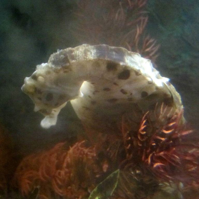Seahorse
