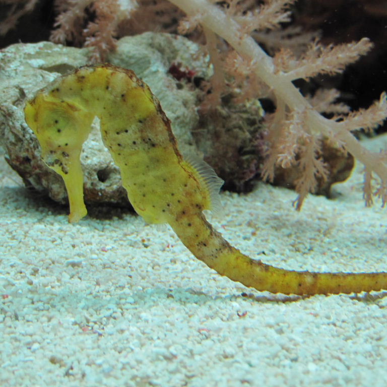 Seahorse