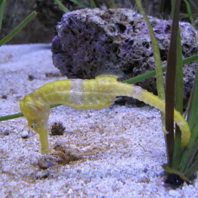 Seahorse falls at first hurdle