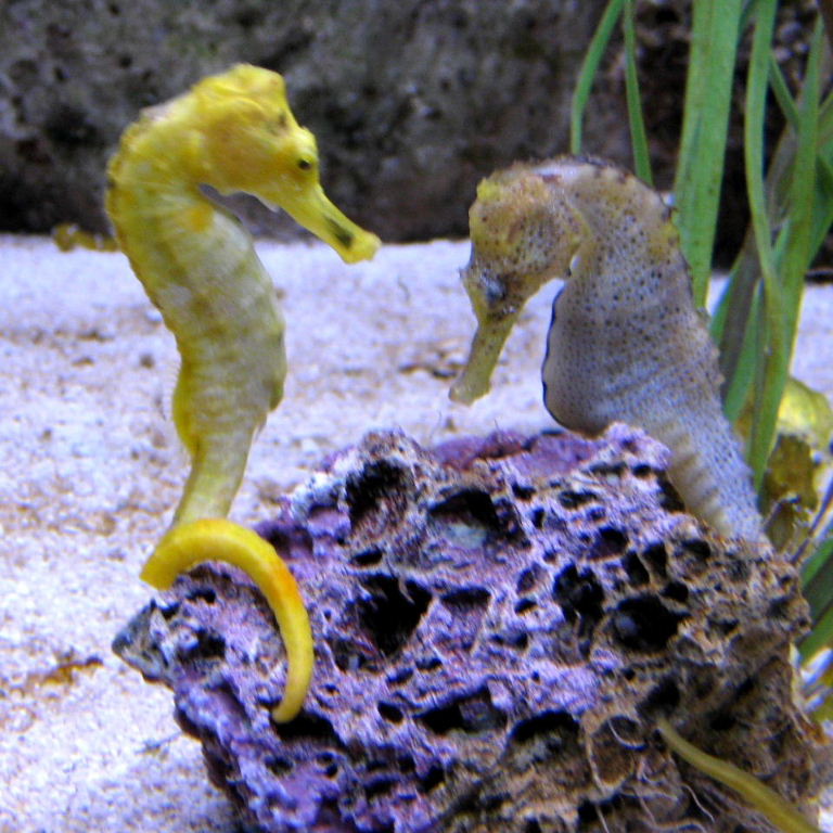 Seahorse Grand National